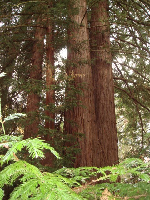 Sequoia sempervirens tronc